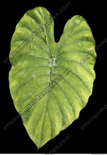 free photo texture of tropical leaf